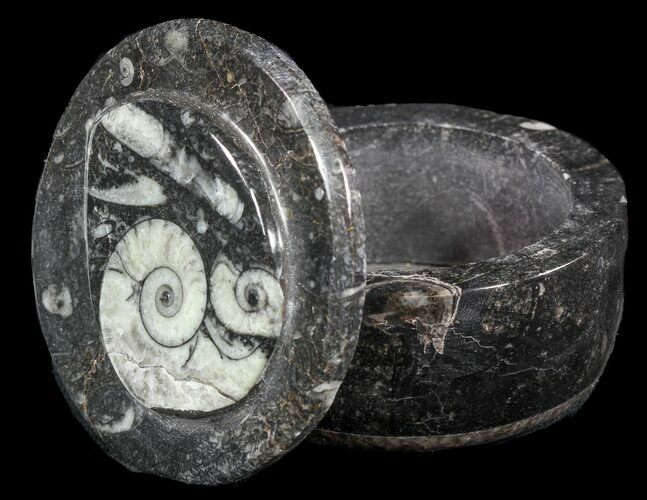 Small Fossil Goniatite Jar (Black) - Stoneware #48718